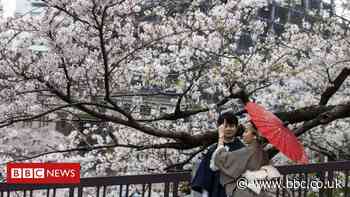 Japan's cherry blossom 'earliest peak since 812'