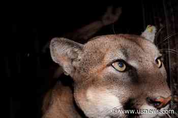 Judge: US Agency Illegally Paid for Colorado Predator Hunt