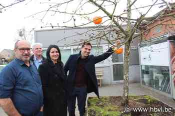 Knalgele kersenvliegbol moet Limburgse kersenbomen redden (Borgloon) - Het Belang van Limburg Mobile - Het Belang van Limburg