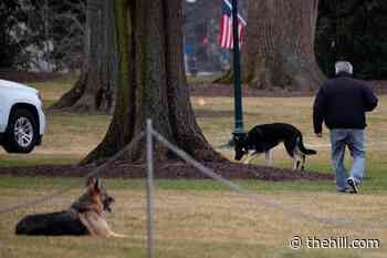 Biden's dog has bathroom accident in White House hallway
