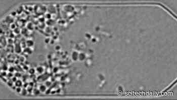 Artificial Life Forged in a Lab? Scientists Create Synthetic Cell That Grows and Divides Normally