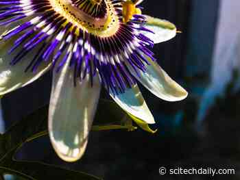 Discovery Unravels Darwin’s “Abominable Mystery” Surrounding Origin of Flowering Plants