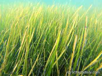 Seagrass Meadows Turn Back the Clock on Ocean Acidification – Can Reduce Local Acidity by Up to 30%