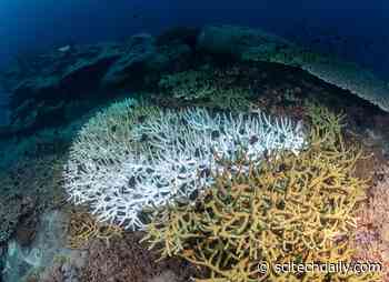 Urgent Need for More Research on the Impact of Sunscreen on Coral Reefs