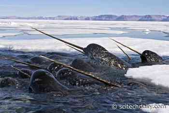 Narwhal Spiraled Tusks Reveal Toxic Mercury Exposure Related to Climate Change