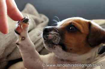 Calls to tackle puppy thieves in the UK - what is being done about it?