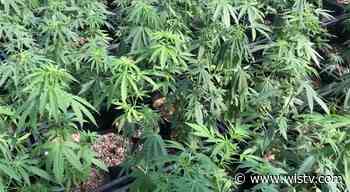 Sponsor “very optimistic” medical marijuana bill will pass SC Senate, but why is this push different from all - WIS10