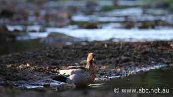Mining company fined for dumping coal sludge into creek