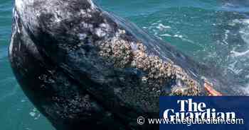 Whale watching in Mexico – in pictures