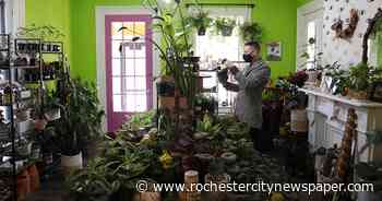 Rochester’s rare plant market is booming