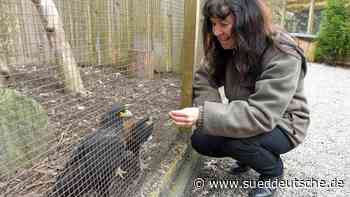 Faible für Vögel - Süddeutsche Zeitung