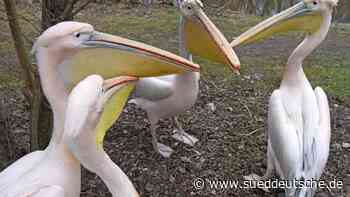 Pelikane ohne Publikum - Süddeutsche Zeitung