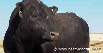 Preparation key in herd sire selection
