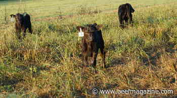 Shifting calving distribution can improve revenue