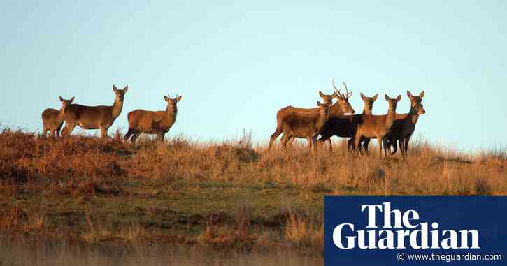 Country diary: the annual deer count has us on the hills before dawn