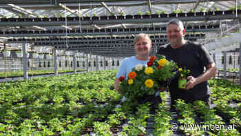 Gartentrends 2021 - Garten als Kraftplatz im Bezirk Neunkirchen - noen.at - NÖN.at