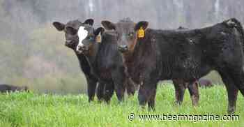 Grow more high-quality forage and watch your cattle thrive