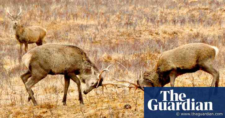‘It's helped lessen the feeling of doom’: readers' photos of their local wildlife