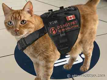 'Move over, Rover,' as Ottawa airport touts sniffer cat, Rusty; Bytown museum boasts faux addition