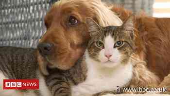 Covid: Will your pet need a coronavirus vaccine?