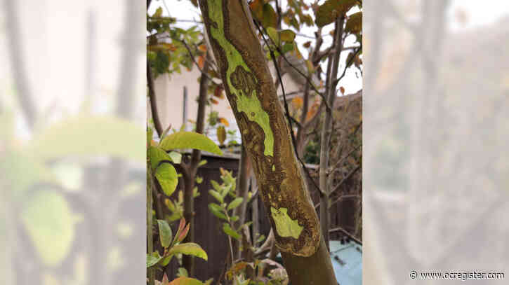 What missing bark on a guava tree means