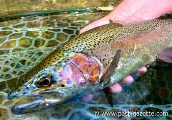 Section of Peters Creek comes back to life as a trout stream