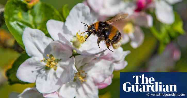 Toxic impact of pesticides on bees has doubled, study shows