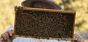 Watch: Short Doc Film 'Eric and the Bees' About Healing with Bees