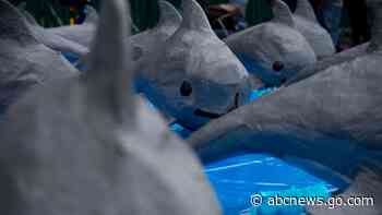 Groups urge pressure on Mexico to save tiny vaquita porpoise