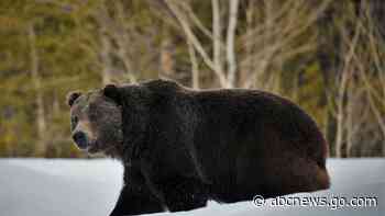 Scientists: Grizzlies expand turf but still need protection