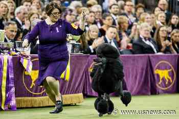 Westminster Dog Show to Return to NYC in January 2022