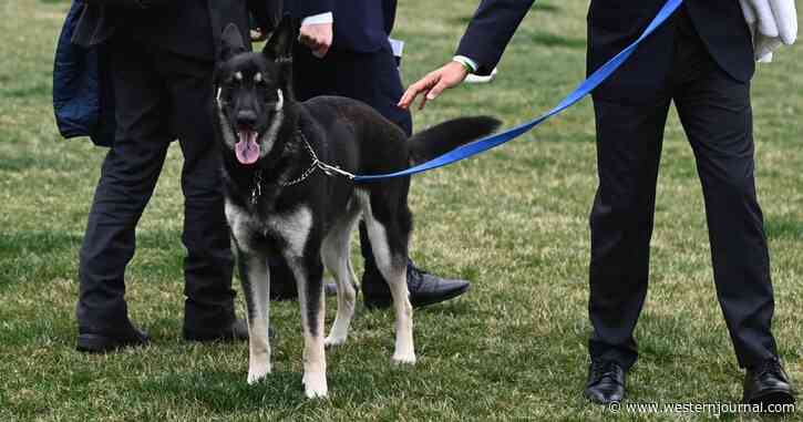 As Second Worker Recovers from White House Dog Bite, Here’s the Worrying Part About Major’s Adoption