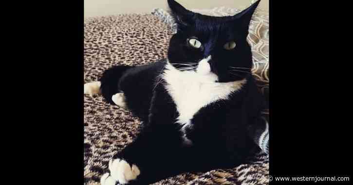 Owner Believed Her Cat Was Lost Until Neighbors Heard Meows Coming from the Chimney