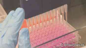 Wastewater samples point to rising COVID-19 variant cases in Saskatoon