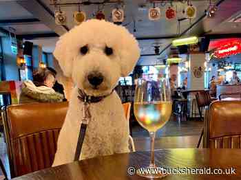 All About Animals in the Home Counties! From dog food history to Bucks Goat Centre babies here's a brand new column on all things animals - Bucks Herald