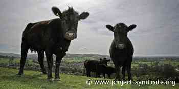 Food, Not Steel, Is Our Biggest Climate Challenge by Adair Turner - Project Syndicate