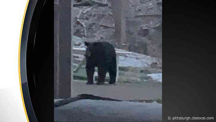 Black Bear Spotted In Cecil Township