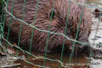 Bever met gebroken poot uit gracht gehaald in Munsterbilzen: twee dagen platte rust en gips - Het Nieuwsblad