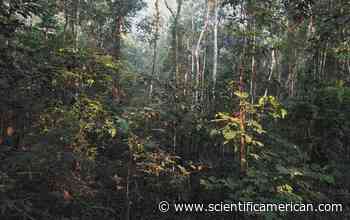 The Asteroid That Killed the Dinosaurs Created the Amazon Rain Forest - Scientific American