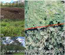 Coffee perks up forest regeneration - woodworkingnetwork.com