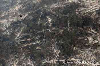 World old-growth tropical forest losses increase 12% in 2020, data shows - Reuters