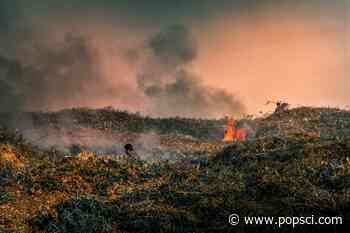 Forest fires leave behind charcoal—and it might be toxic for years - Popular Science