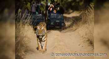 Forest fire rages on in Bandhavgarh National Park - Happytrips