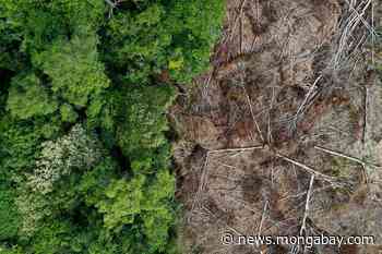 Global forest loss increases in 2020, but pandemic's impact unclear - Mongabay.com