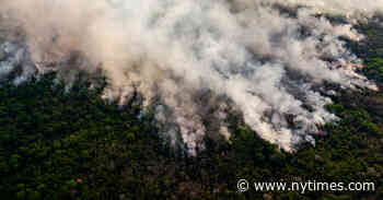Tropical Forest Destruction Accelerated in 2020 - The New York Times
