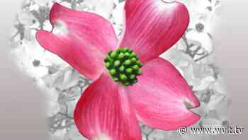 Dogwood Arts Trails opens Thursday - WVLT.TV