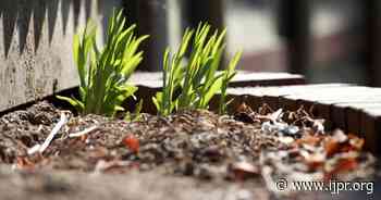 Fri 8 AM | Green Shoots Emerge: First Friday Arts For April - Jefferson Public Radio