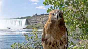 New TVO doc Tripping The Niagara simulates hawk-eye view during flight with drones