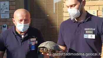 Tartaruga salvata e consegnata alla locale - Gazzetta di Modena