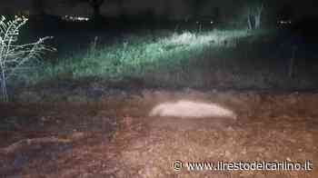 Modena, brucia sterpaglie e muore - il Resto del Carlino